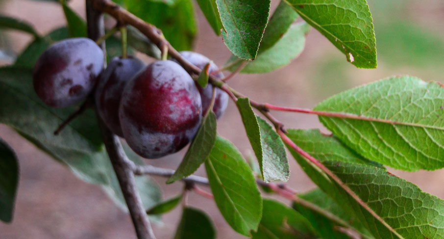 prune-on-leaves.jpg